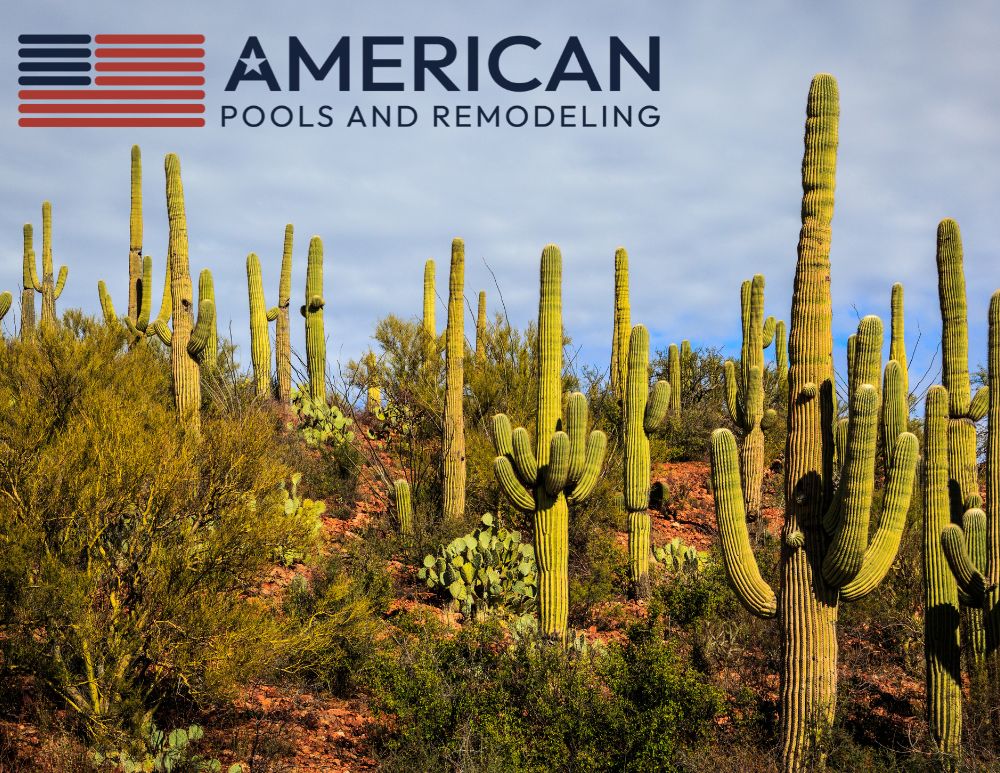 Saguaro cacti in the Arizona desert landscape