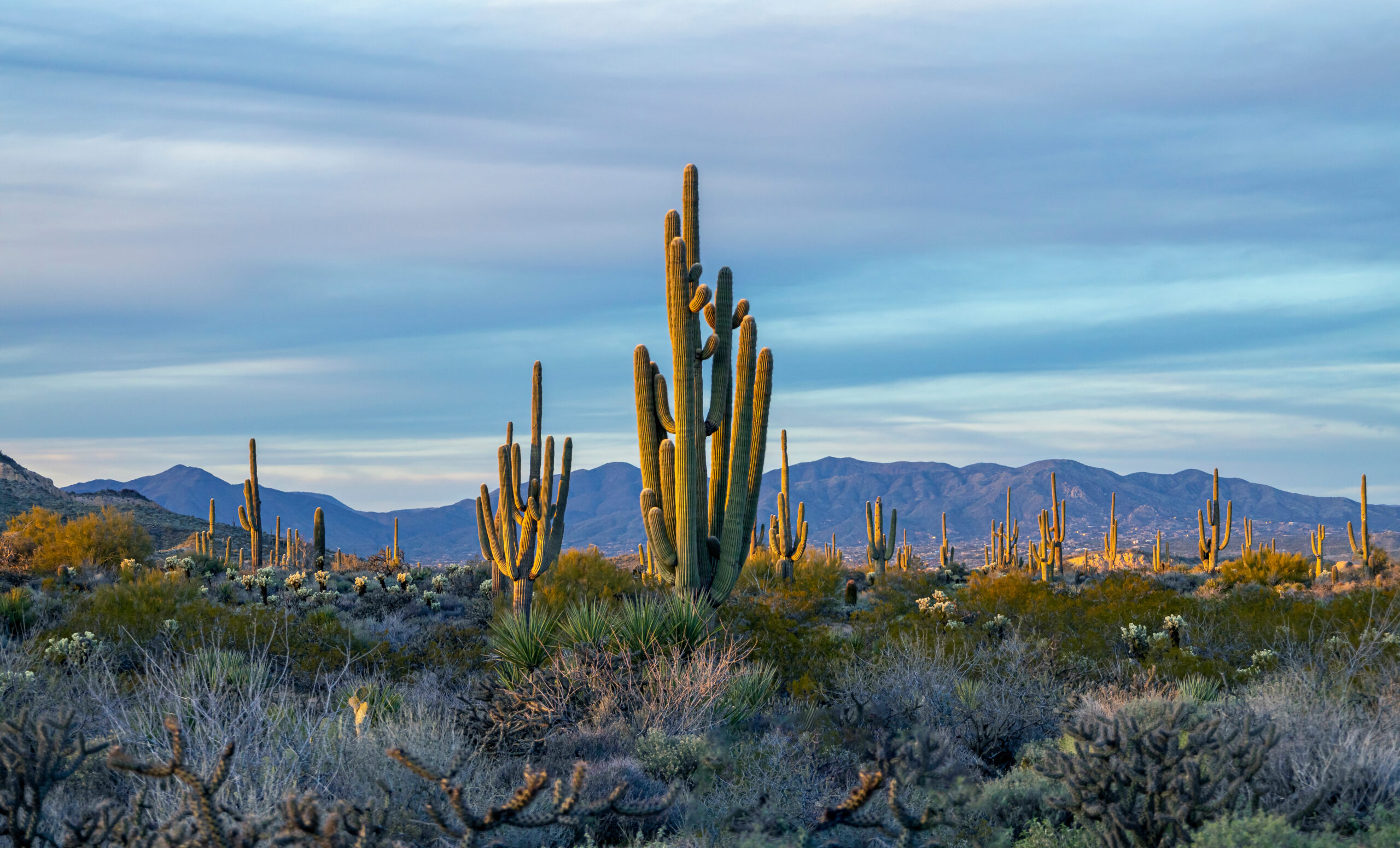 Arizona desert landscape with saguaros and mountains representing new pool construction in the East Valley