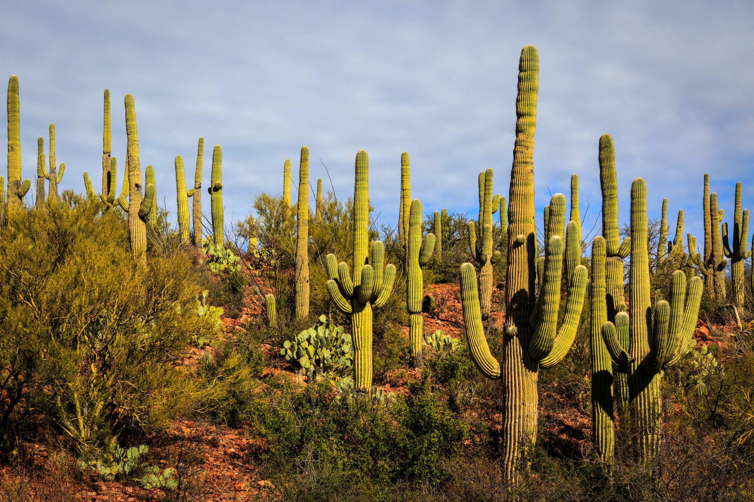Saguaro cactus landscape in Arizona’s East Valley