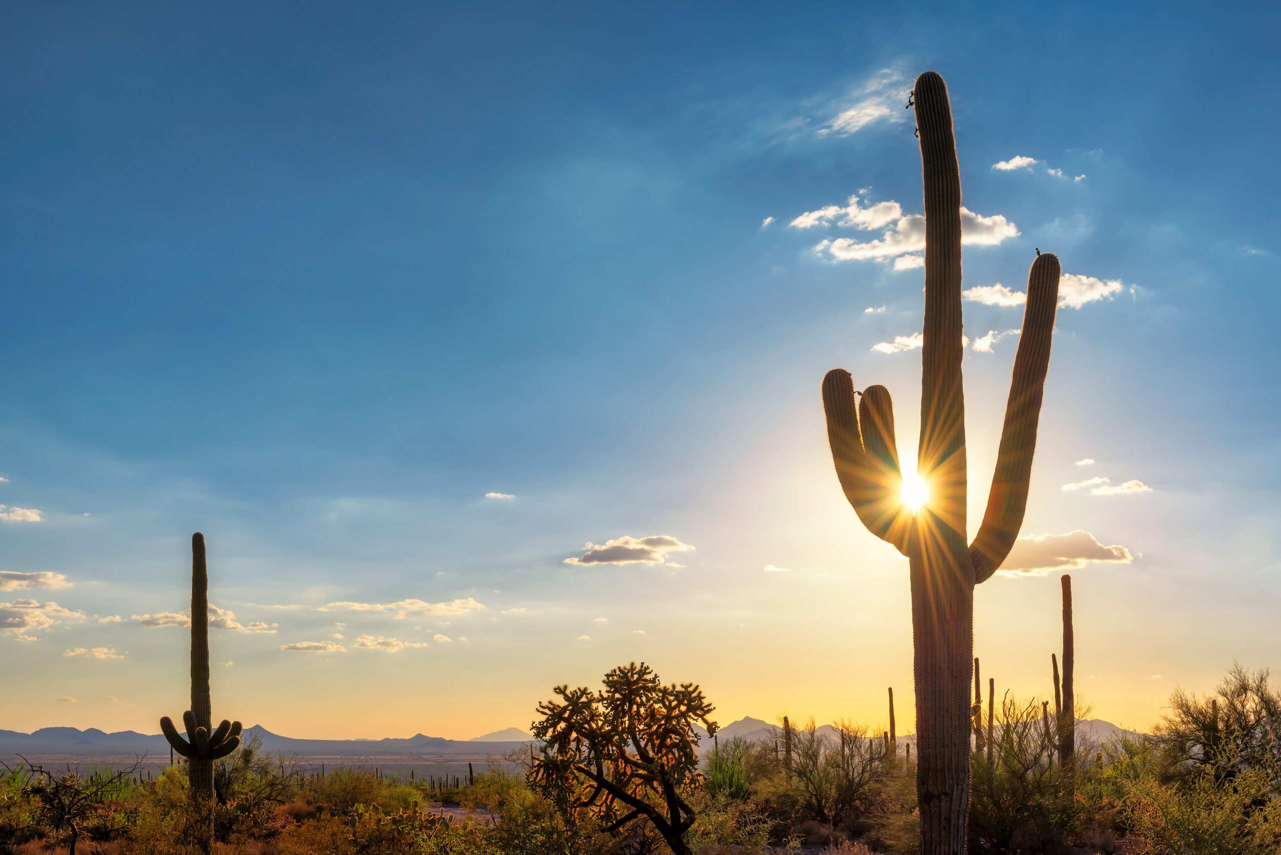 Arizona desert landscape with saguaro cacti at sunset